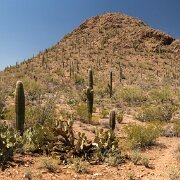 2013-04-13_17-17_19883_WTA_5DM3 Saguaro National Park, Tucson, Arizona is home to North America’s largest cacti. The giant saguaro is the universal symbol of the American west. These majestic...