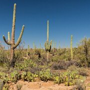 2013-04-13_17-29_19928_WTA_5DM3 Saguaro National Park, Tucson, Arizona is home to North America’s largest cacti. The giant saguaro is the universal symbol of the American west. These majestic...