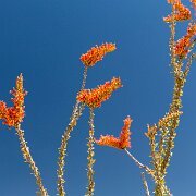 2013-04-13_17-35_19970_WTA_5DM3 Saguaro National Park, Tucson, Arizona is home to North America’s largest cacti. The giant saguaro is the universal symbol of the American west. These majestic...