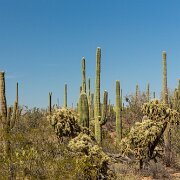 2013-04-13_17-36_19988_WTA_5DM3 Saguaro National Park, Tucson, Arizona is home to North America’s largest cacti. The giant saguaro is the universal symbol of the American west. These majestic...