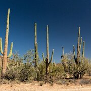 2013-04-13_17-47_20003_WTA_5DM3 Saguaro National Park, Tucson, Arizona is home to North America’s largest cacti. The giant saguaro is the universal symbol of the American west. These majestic...