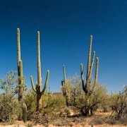 2013-04-13_17-47_20013_WTA_5DM3 Saguaro National Park, Tucson, Arizona is home to North America’s largest cacti. The giant saguaro is the universal symbol of the American west. These majestic...