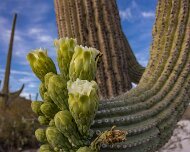 2022-05-11_080534_WTA_R5 Saguaro National Park is an American national park in Pima County, southeastern Arizona. The 92,000-acre (37,000 ha) park consists of two separate areasthe...