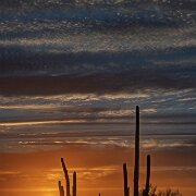 2022-05-11_080671_WTA_R5 Saguaro National Park is an American national park in Pima County, southeastern Arizona. The 92,000-acre (37,000 ha) park consists of two separate areasthe...