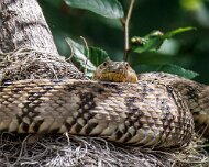 2023-05-13_202283_WTA_R5 Honey Island Swamp in Louisiana is a captivating and mysterious natural wonder. Located in the southeastern part of the state, this expansive swamp covers over...