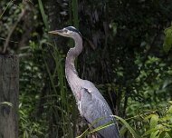 2023-05-13_202293_WTA_R5 Honey Island Swamp in Louisiana is a captivating and mysterious natural wonder. Located in the southeastern part of the state, this expansive swamp covers over...