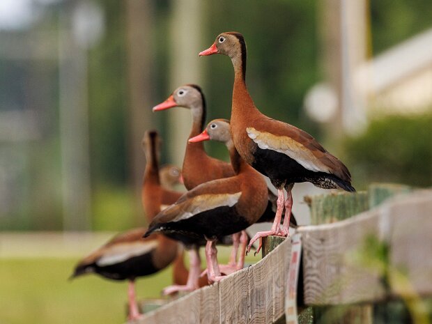 Honey Island Swamp