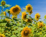 2014-08-28_47197_WTA_5DM3