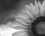 2017-07-26_125504_WTA_5DM4 Sunflowers