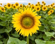 2017-07-26_125573_WTA_5DM4 Sunflowers