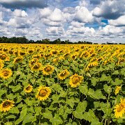 2017-08-13_126471_WTA_Phan4Pro Sunflowers