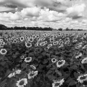 2017-08-13_126548_WTA_Phan4Pro-2 Sunflowers
