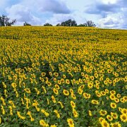 2017-08-13_126573_WTA_Phan4Pro - pano - 11 images Sunflowers