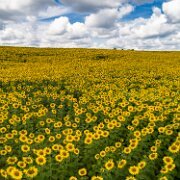 2017-08-13_126588_WTA_Phan4Pro Sunflowers
