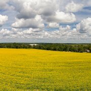 2017-08-13_126663_WTA_Phan4Pro - pano - 11 images Sunflowers