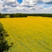 2017-08-13_126723_WTA_Phan4Pro Sunflowers