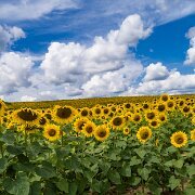 2017-08-13_126827_WTA_Phan4Pro Sunflowers
