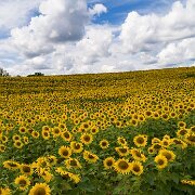 2017-08-13_126832_WTA_Phan4Pro Sunflowers