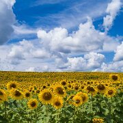 2017-08-13_126862_WTA_Phan4Pro Sunflowers