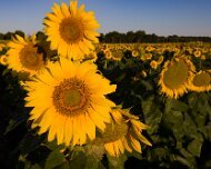 2020-08-19_021842_WTA_R5 Sunflowers - AM - Howell