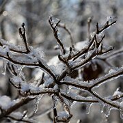 2007-01-16_16157_WTA_5DM1