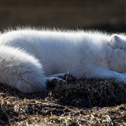 2019-01-05_64173_WTA_5DM4 Detroit Zoo