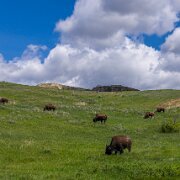2024-05-18_463500_WTA_R5-Edit 2024 Road Trip - Day 47 Theodore Roosevelt National Park