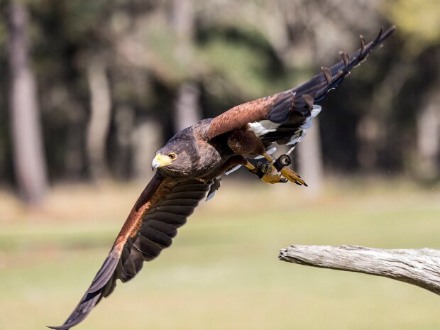 Raptor Center