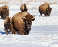 2025-01-26_308406_WTA_R5m2-Edit Jackson, Teton - Day 2