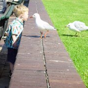 2002-04-13_22-06_0340-WTA-F707 Confronting a Seagull - Sydney Australia